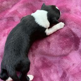 Boy 4 - Black and white male Border Collie puppy in East Ellijay, Georgia from Nine Peaks Border Collies
