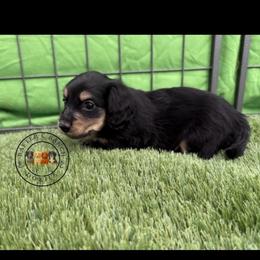 CBCM5 cream-tan - Black and cream male Dachshund puppy in Carthage, Texas from Rafter C Ranch Doxies