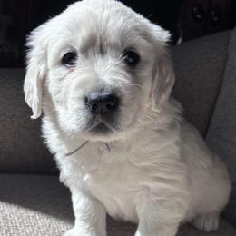 Golden Retriever Puppies from Vollbach Farm