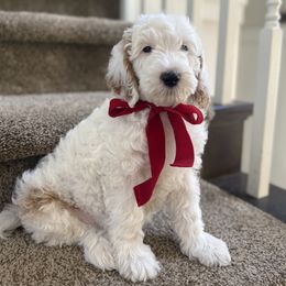 Green Male Cooper - Parti male Goldendoodle puppy in Springville, Utah from JW Doodles