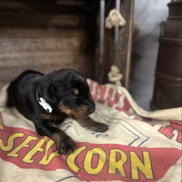 Farrah - Black and rust female Doberman Pinscher puppy in Aredale, Iowa from Royal Dynasty Dobermann Kennel