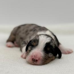 Marilla - Blue merle female Bernedoodle puppy in Bellville, Ohio from Bernedoodle Buddies