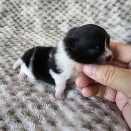 Girl 2 - Black parti female Pomeranian puppy in Visalia, California from J-Pom Lee's