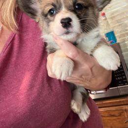 Donut - Sable and white female American Corgi puppy in Orangevale, California from Corgis of the Heart