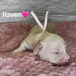 Raven - Cream female Dachshund puppy in Jena, Louisiana from Amy’s Mini Doxies