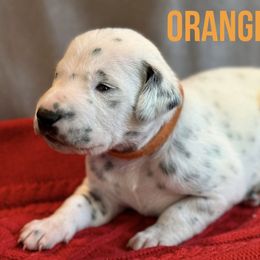 Dalmatian Puppies from Macey’s pups