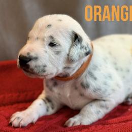 Dalmatian Puppies from Macey’s pups