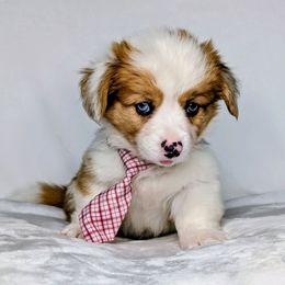 Willie aka Rocky - Sable merle and white male American Corgi puppy in Clarksville, Tennessee from Cold Creek Family Farm LLC