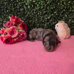 Zinnia - Dapple female Dachshund puppy in Centerville, Georgia from Mel's LowRider Ranch