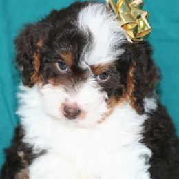 Holly - Tri-color female Bernedoodle puppy in Burtchville, Michigan from Sparling's Doodles