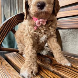 Poodle Puppies from LUCKY 7 LITTER