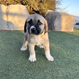 Anatolian Shepherd Dog Puppies from WanderDogs.Co