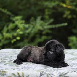 Kade - Silver male Skye Terrier puppy in East Camden, Arkansas from A Plus A