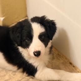 Lilly - Black and white female Border Collie puppy in Lebanon, Oregon from Cahill’s Canines