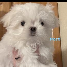 EXOTIC DOLL FACE  KOREAN TEACUP MALTESE - White male Maltese puppy in Orlando, Florida from Denise’s Puppies