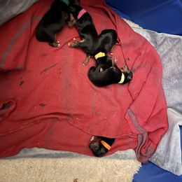 Yorkshire Terrier Puppies from Buddha Babies Yorkshire Terriers