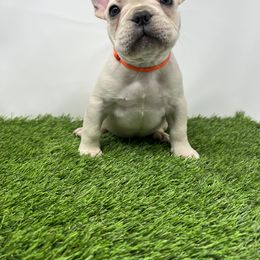 French Bulldog Puppies from Seven Star Kennel