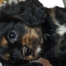 Cavalier King Charles Spaniels and Poodles from Ellis Crown Cavaliers