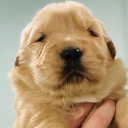 Betty - Golden female Golden Retriever puppy in Saint Pauls, North Carolina from Copperfield’s Goldens