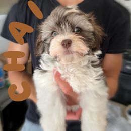 Havanese Puppies from Havanese Puppies of the Northshore