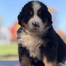 Nox - Black rust and white male Bernese Mountain Dog puppy in New Haven, Indiana from Milan Berners