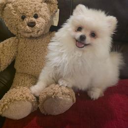Twenty 2 - White male Pomeranian puppy in Smithville, Texas from Lafary Poms