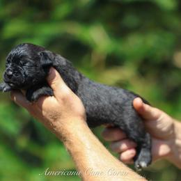 Vera - Black female Cane Corso puppy in Cable, Ohio from Americana Cane Corso