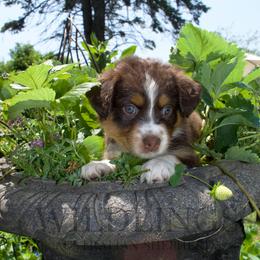 Puffin- White Collar - Red merle female Australian Shepherd puppy in Newport, Rhode Island from Wildlings Australian Shepherds