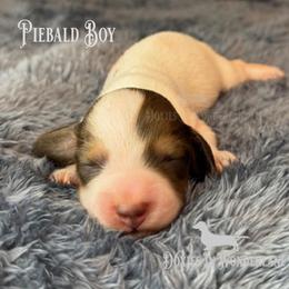 Chocolate Cream Piebald lots of white - Cream male Dachshund puppy in Rainier, Oregon from Doxies in Wonderland