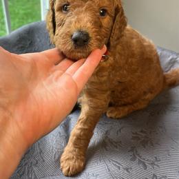 Jerry - Red  male Goldendoodle puppy in Clarksville, Tennessee from Golden Pine Designer Doodles