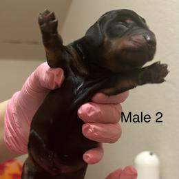 Dachshund Puppies from Justice League Dachshunds
