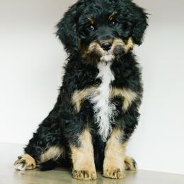 Linq - male Australian Mountain Doodle puppy in Spanish Fork, Utah from K Brand Doodles