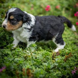 Teddy - Black tri-color male Aussiedoodle puppy in Grants Pass, Oregon from Woodwind Miniatures