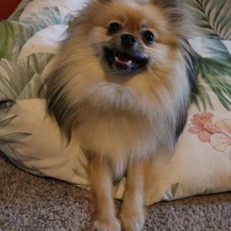 Pomeranian Puppies from Hemolele Poms