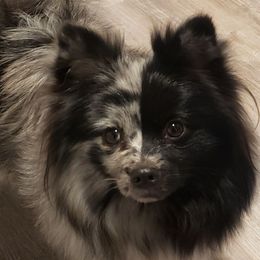 SweetiPi - Pomeranian