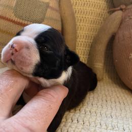 Myles - Black brindle and white male Boston Terrier puppy in Tampa, Florida from Bayshore Boston Terrier’s