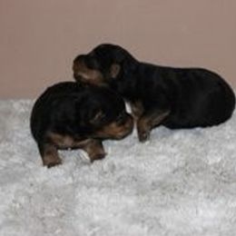 Thor - Black and tan Welsh Terrier puppy in Park Rapids, Minnesota from Peggy’s Terriers