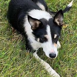 Emma - Border Collie