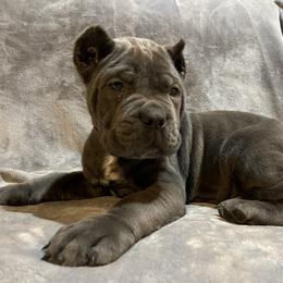 Biewer Terrier, Cane Corso, and Yorkshire Terrier Puppies from Exotic Yorkie Imports & Cessna Cane Corso