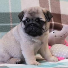 Pug Puppies from Windsor Pugs