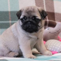 Pug Puppies from Windsor Pugs