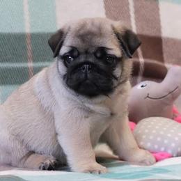 Pug Puppies from Windsor Pugs