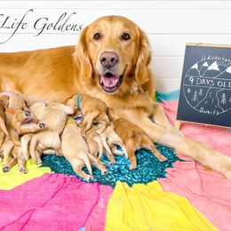 Golden Retriever Puppies from Ruff Life Goldens