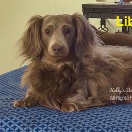 Libby - Dachshund