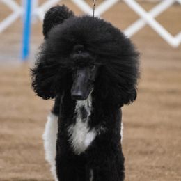 Houston - Poodle