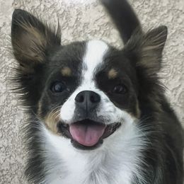 Goose - Chihuahua