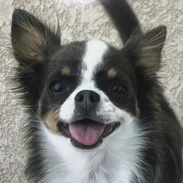 Goose - Chihuahua