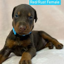 Teal Collar - Red and rust female Doberman Pinscher puppy in Lake City, Florida from Paintedcrazy Doberman Pinchers