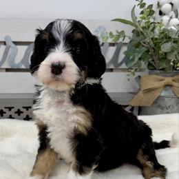 Punch - Tri-color female Bernedoodle puppy in Hegins, Pennsylvania from Bubbling Springs Doodles, LLC
