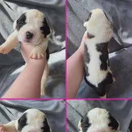 Girl 1 - female Saint Bernard puppy in Saltsburg, Pennsylvania from Loyal Ridge Saint Bernards